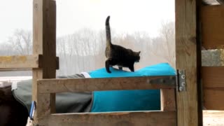 Cat Goes for a Bumpy Ride