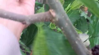 harvest mulberry fruit in front of the house