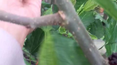 harvest mulberry fruit in front of the house