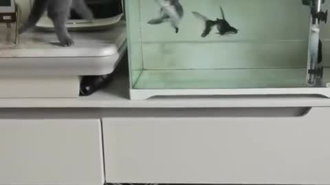 Love bonding of cat and fishes