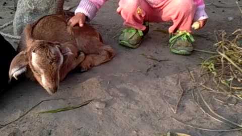 A little baby play with goat baby/funny videos