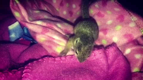 Baby squirrel waking up