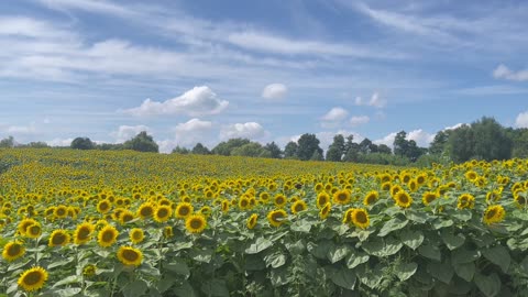 sunflowers 🌻