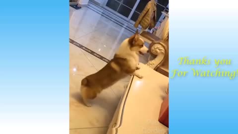 Funny Cute Cat and Owners Love❤😍️!! Cats Lifestyle