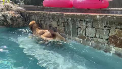 Dog Grabs Energy Drink in his Mouth and Swims in the Pool - 1210201-8