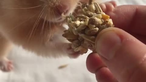 This Rat Cute Video