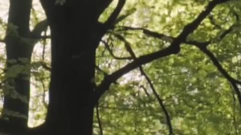 Huge trees in a large green forest