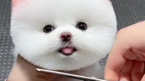 Adorable Puppy's First Haircut