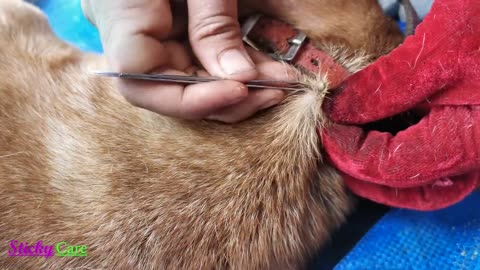Removing all ticks from the Dog-Dog ticks removing videos