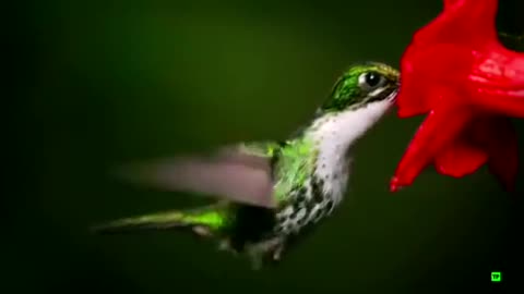 Video of bird drinking flower juice