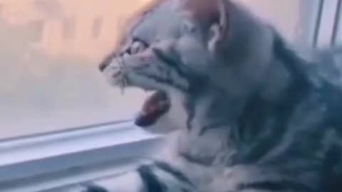 Funny cat near the window