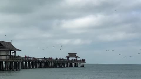Great Flock of Pelicans Enjoying a Morning at the Shore