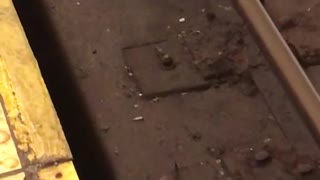 Rats in subway tracks
