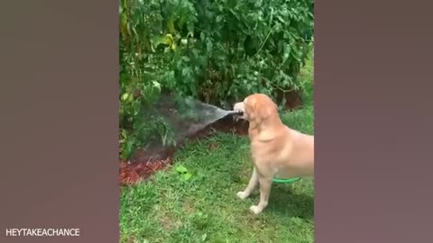when Dog Become Boss Funny video