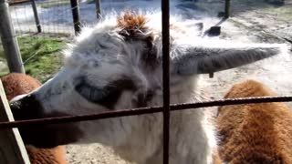 Funny multicolored llama sneezing