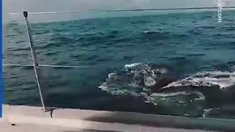 Dozens of killer whales attack luxury yacht