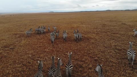 Aerial shot oF zebras Madagascar