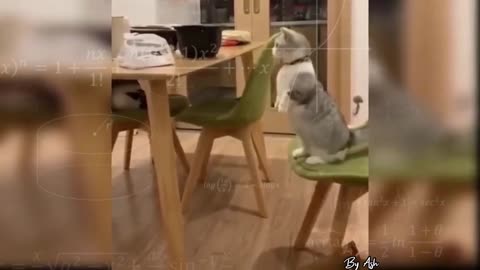 Cat on table #funny🐈