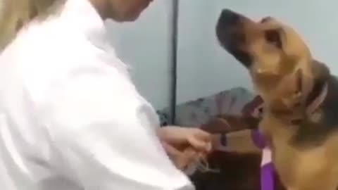 Dogs gets an injection