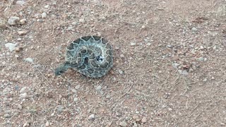 Western Diamondback Rattlesnake