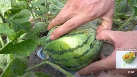 "🍉 Unveiling the Secrets of Japan's Square Watermelons 🍉