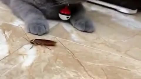 funny video cat clip