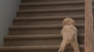 Small brown dog learning to climb stairs