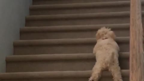 Small brown dog learning to climb stairs