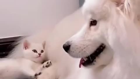 Funny and Cute Cat vs Dogs Videos Compilation 2021_ #08 _ #shorts