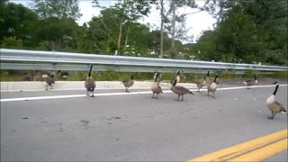 Geese blocking the road