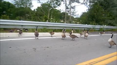 Geese blocking the road