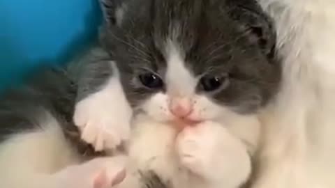 very cute-cat