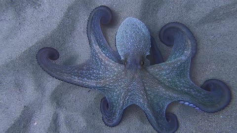 Octopus Shows off Hypnotic Color Change