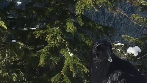 This Raven is not afraid of humans