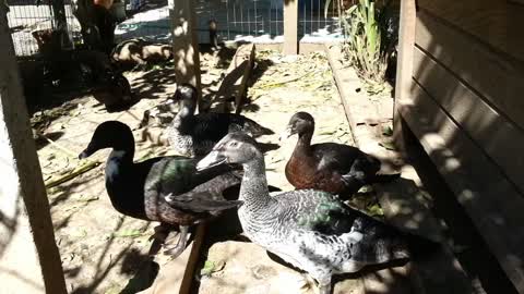 Patos Adultos + Patinhos + Little Ducks + Duck + Marreco + Goose + Ganso + Santa Catarina + Brasil