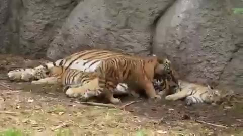 Tigers 🐅 Mum and her Cubs snuggling.