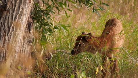 A Baby Calf Elk Standing In Tall Autumn Grass