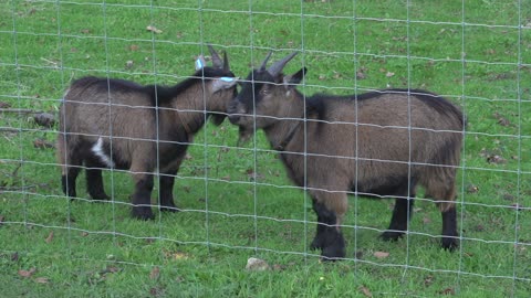 surrey park farm baby goat raw 6
