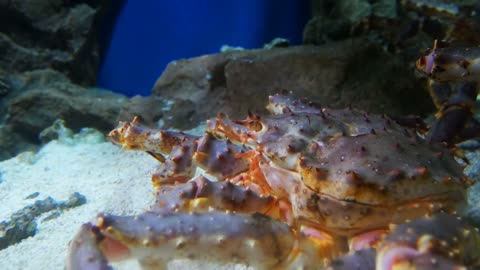 The King crab in aquarium