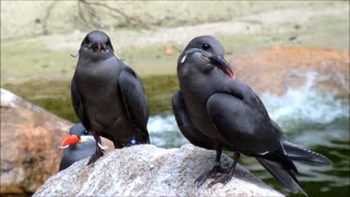 Black Birds Sitting On DuK Toe Waiting Food