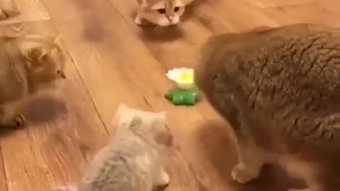 Cats Playing WIth Sting Toy