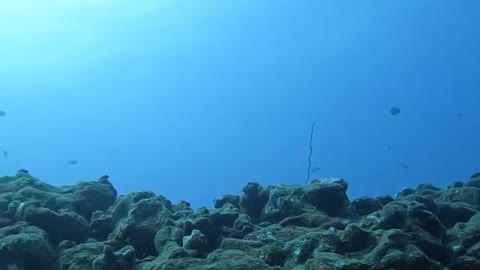 Spearfishing Hawaii for POISONOUS but delicious FISH .