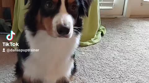 Teaching Your Dog To Sit