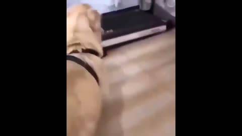 This amazing dog saves a cat