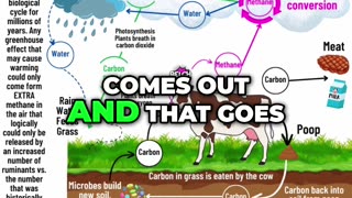 Regenerative Farming, The Surprising Link Between Cows, Methane, and Climate Change