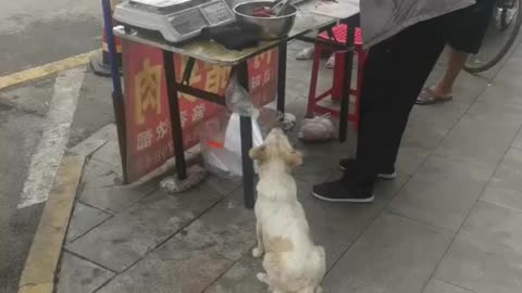 obedient dog