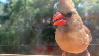 Up close video of dove, blue jay, cardinal, and sparrow