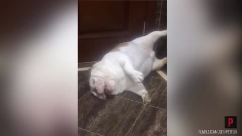 Sleeping dog has very loud snore