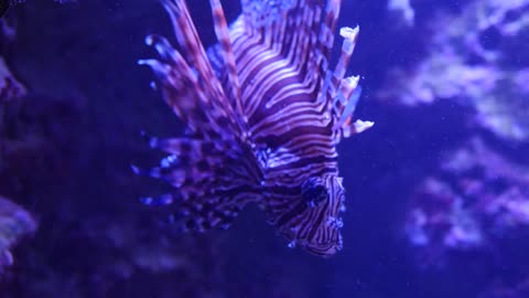 A beautiful tropical lion fish swimming in the ocean reef