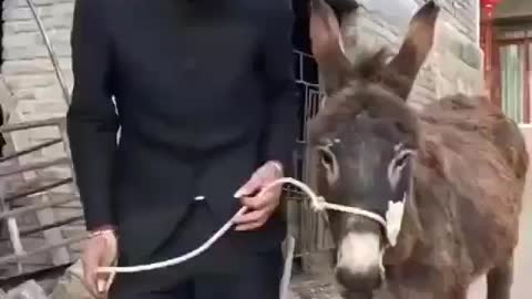 Donkey with donkey King 👑